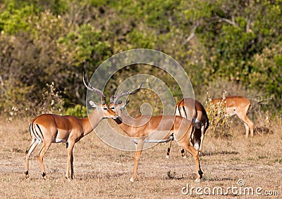 Impala Antelopes: two friends Stock Photo