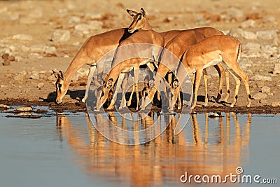 Impala antelopes at waterhole Stock Photo