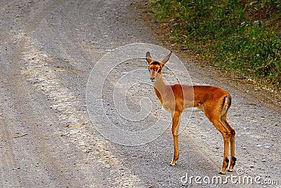 Impala baby, Lake Nakuru National Park, Kenya Stock Photo