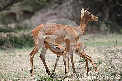 Impala with baby Stock Photo