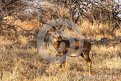 Impala close up. Bush of Samburu, Kenya Stock Photo