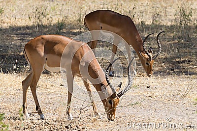 Impala close up, Tarangire National Park, Tanzania Stock Photo