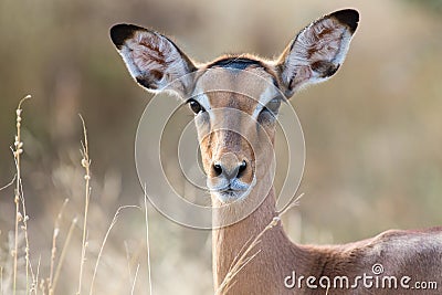 Impala doe head close-up portrait lovely colours Stock Photo