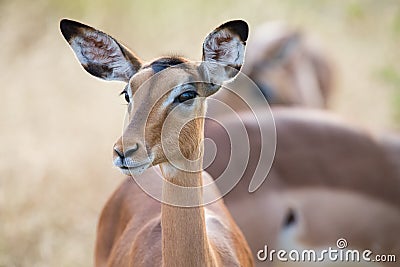 Impala doe head close-up portrait lovely colours Stock Photo