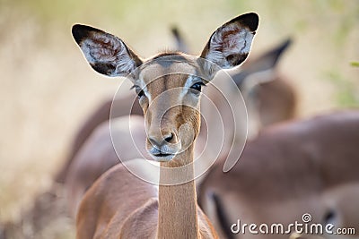 Impala doe head close-up portrait lovely colours Stock Photo