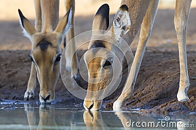 Impala drinking water (aepyceros melampus) Botswana Stock Photo