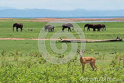 Impala with elephants Stock Photo