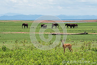Impala with elephants Stock Photo