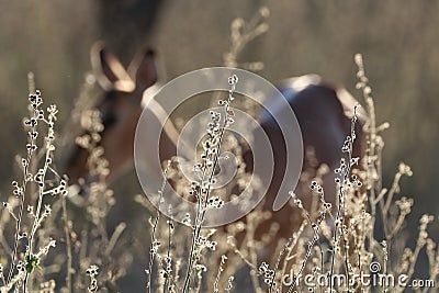 Impala Ewe Stock Photo