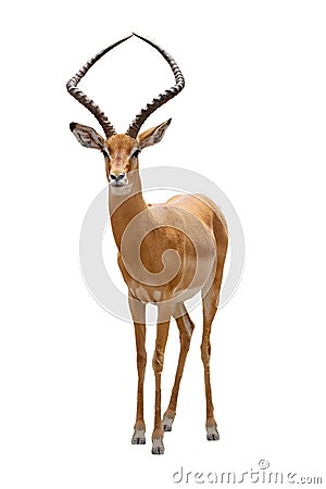 Impala Facing Forward Extracted Stock Photo