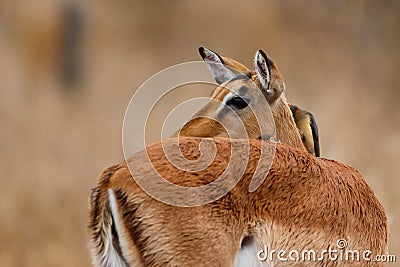 Impala female with red billed oxpecker on her head in Kruger National Park Stock Photo