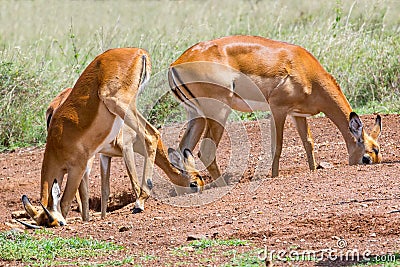 Impala Females At Salt Lick Stock Photo