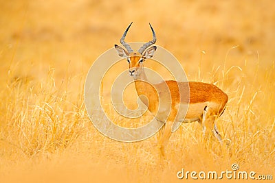 Impala in golden grass. Beautiful impala in the grass with evening sun. Animal in the nature habitat. Sunset in Africa wildlife. Stock Photo