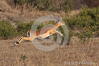 Impala Jump Stock Photo