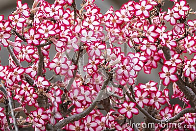 Impala Lily Adenium multiflorum in Kruger Park in South Africa Stock Photo