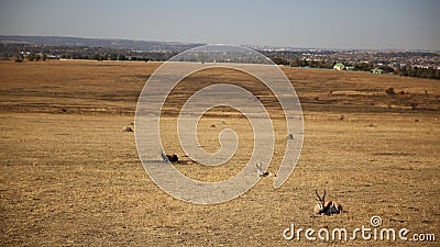 Impala at Lion Park in South Africa Stock Photo