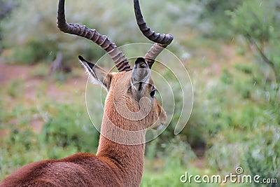 Impala the McDonalds of the bush Stock Photo