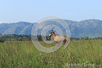 Impala in Mlilwane Wildlife Sanctuary in Swaziland, southern Africa Stock Photo