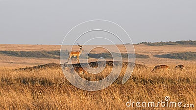 Impala on a mound stands guard at masai mara in kenya Stock Photo