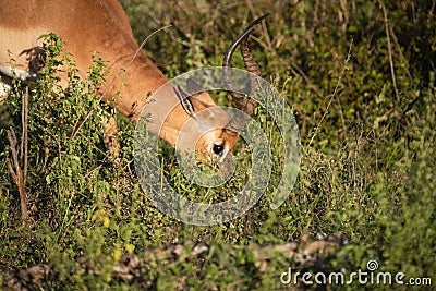The impala is one of the species of African antelopes that live in the wildlife of the African savannah Stock Photo