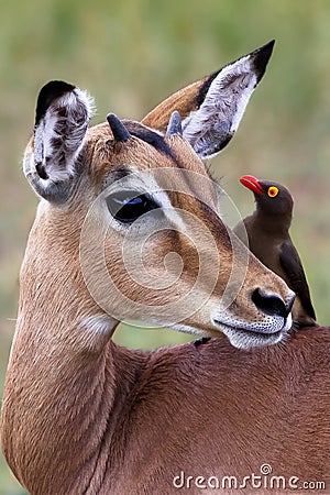 Impala with oxpecker in So Stock Photo