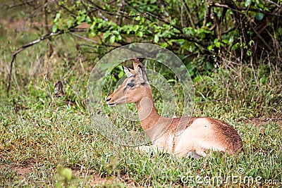 Impala and Oxpecker Stock Photo