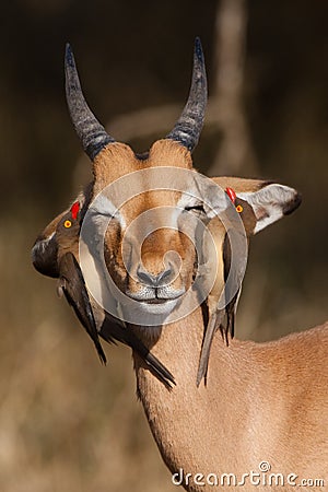 Impala and oxpeckers Stock Photo