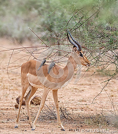 Impala With Oxpeckers Stock Photo