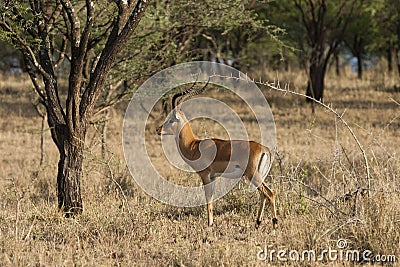 Impala ram alert Stock Photo