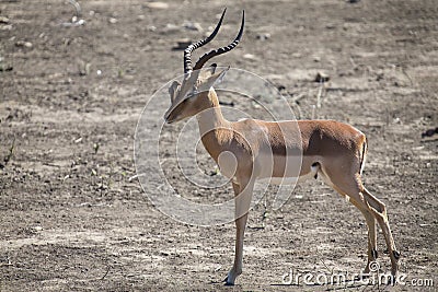 Impala ram with oxpeckers on his face cleaning parasites Stock Photo