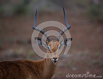 Impala ram Stock Photo