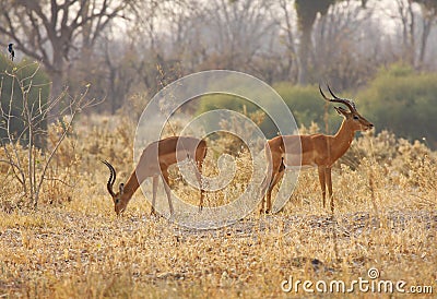 Impala rams Stock Photo