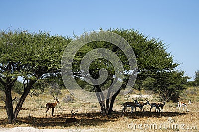 Impala rams Stock Photo