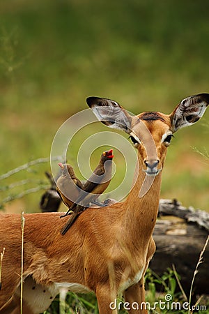 Impala and Red Billed Ox Peckers Stock Photo