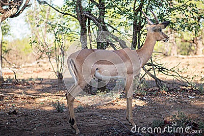 Impala relaxed at Kruger National Park Stock Photo
