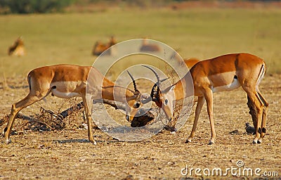 Fighting Impala in Kruger NP. Stock Photo