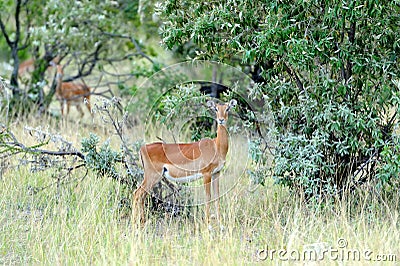 Impala on savanna in Africa Stock Photo