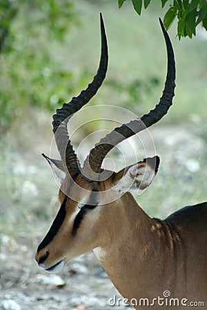 Impala in shade under tree Stock Photo