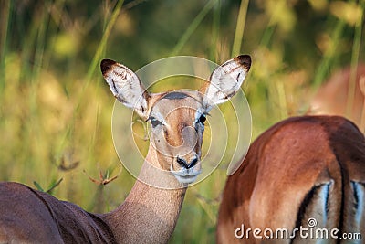 Impala starring at the camera in Chobe. Stock Photo