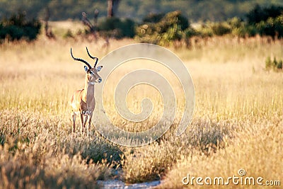 An Impala starring at the camera. Stock Photo