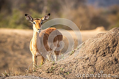 Impala starring at the camera. Stock Photo