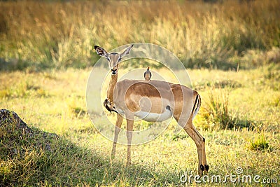 Impala with two red-billed oxpeckers Stock Photo