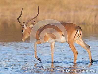 Impala wading through water Stock Photo