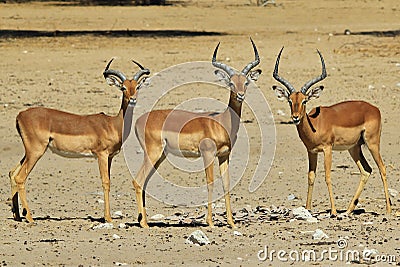 Impala - Wildlife Background from Africa - Trio of Brothers Stock Photo