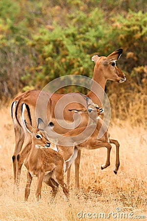 Impala with young impalas, Samburu, Kenya Stock Photo