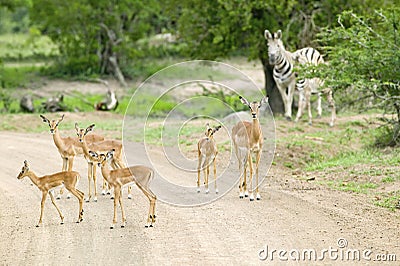 Impala and Zebra on dusty road in Umfolozi Game Reserve, South Africa, established in 1897 Stock Photo