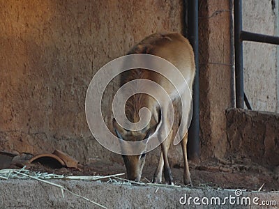 The Impala Africa Stock Photo