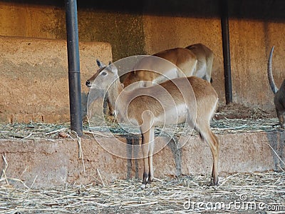 The Impala Africa Stock Photo