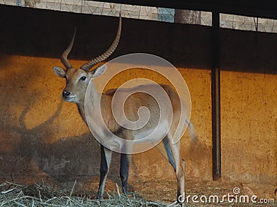 The Impala Africa Stock Photo