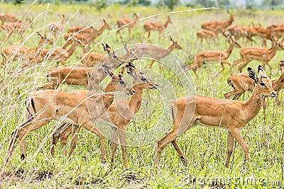 Impalas in the African savanna Stock Photo